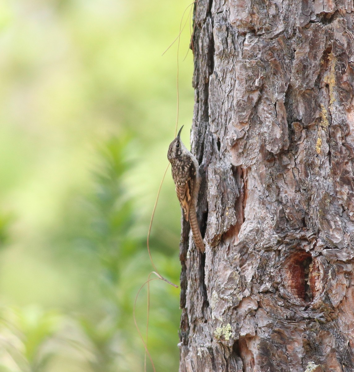 Bar-tailed Treecreeper - Ashray Kamath