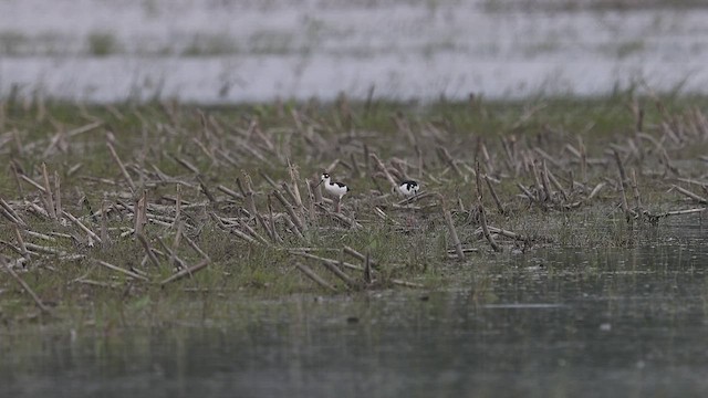 Black-necked Stilt - ML459118541