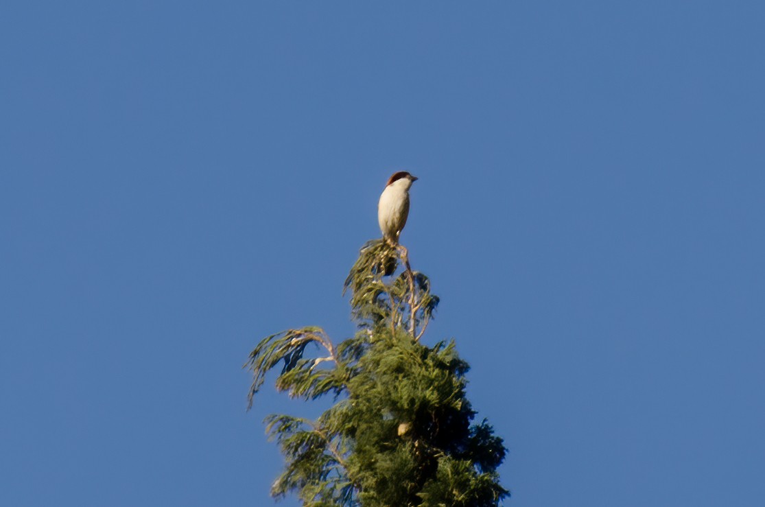 Woodchat Shrike - ML459119401