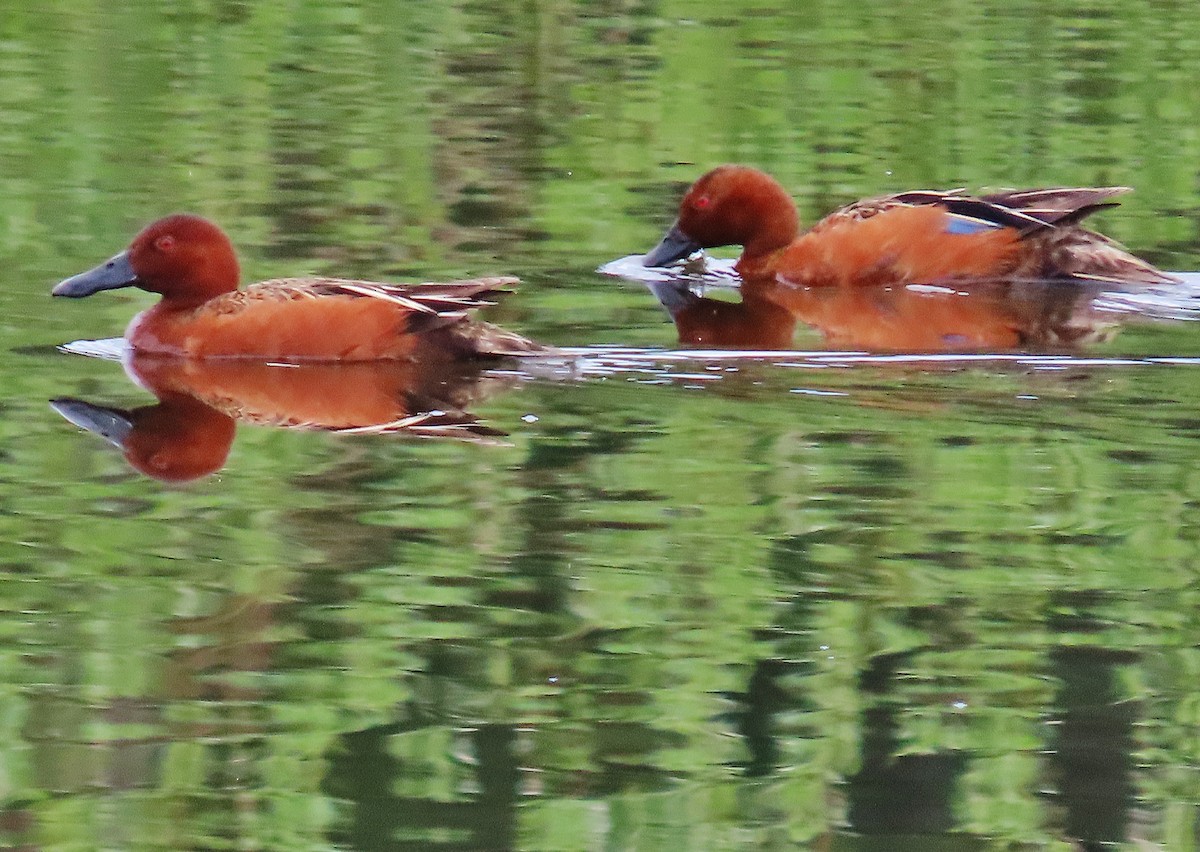 Cinnamon Teal - ML459119621