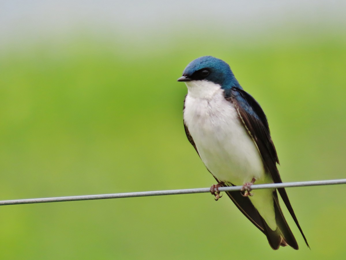 Tree Swallow - ML459120031