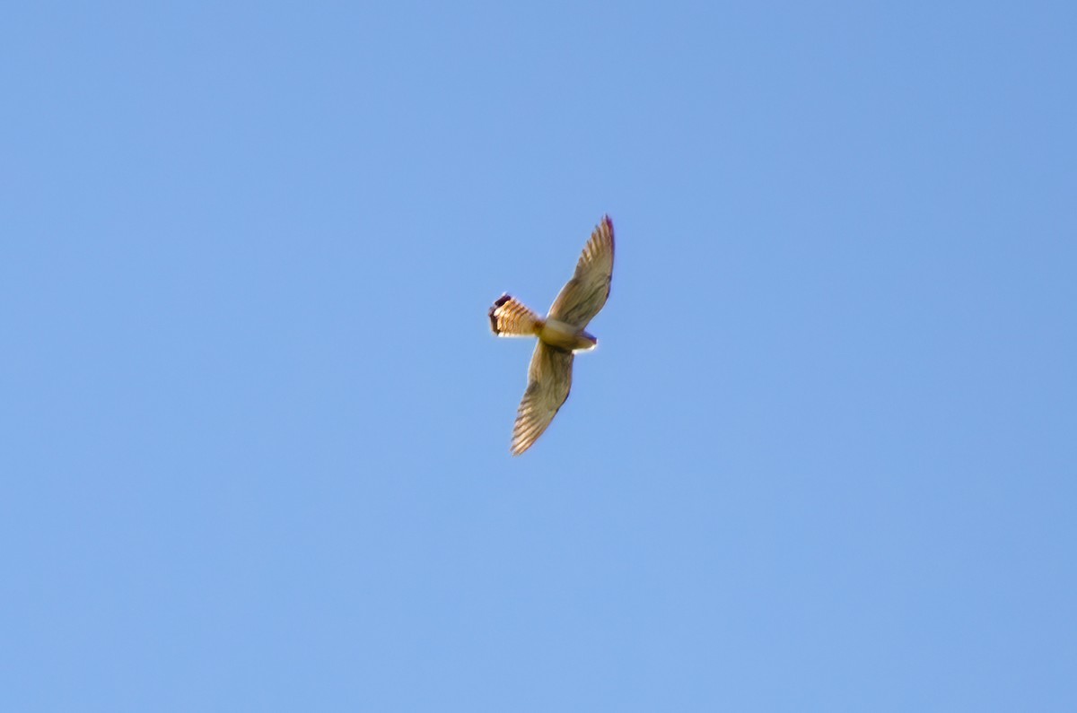 Eurasian Kestrel - Brian McGee