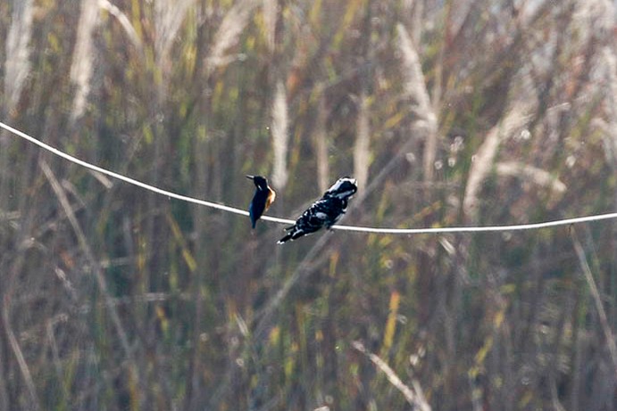 Pied Kingfisher - ML45912061