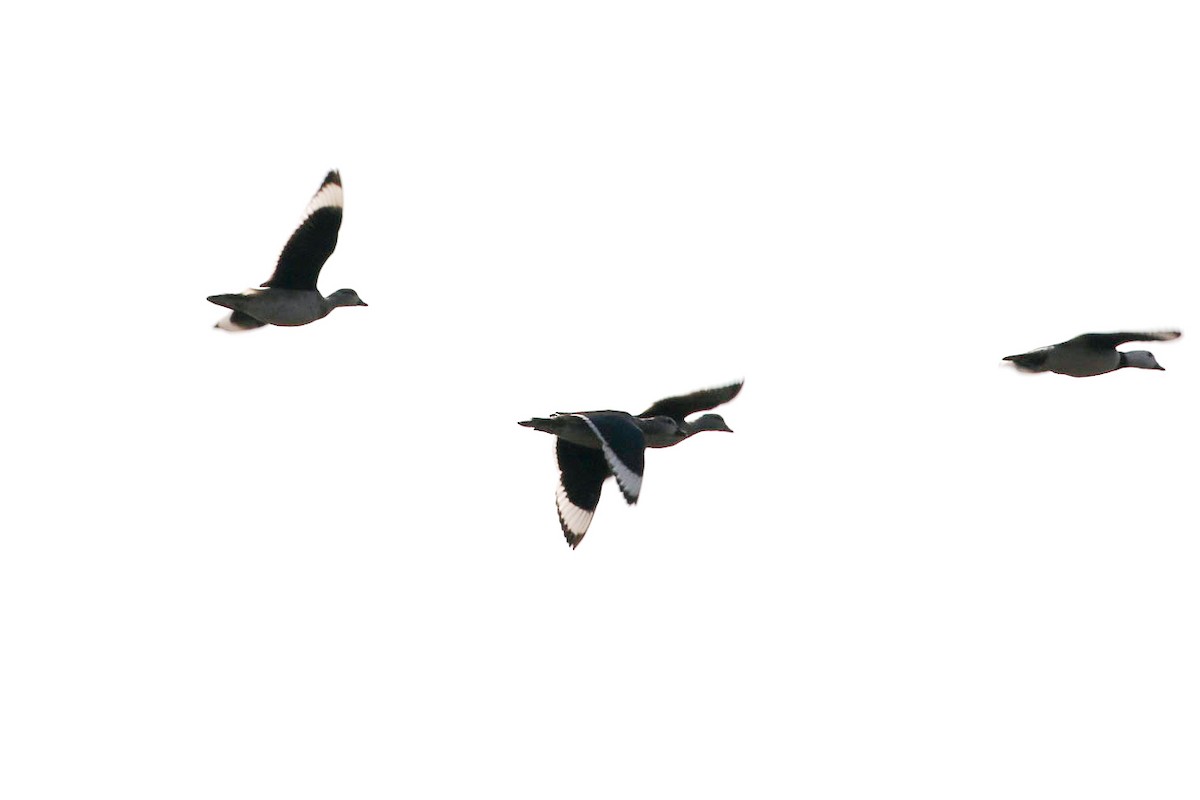 Cotton Pygmy-Goose - ML45912161