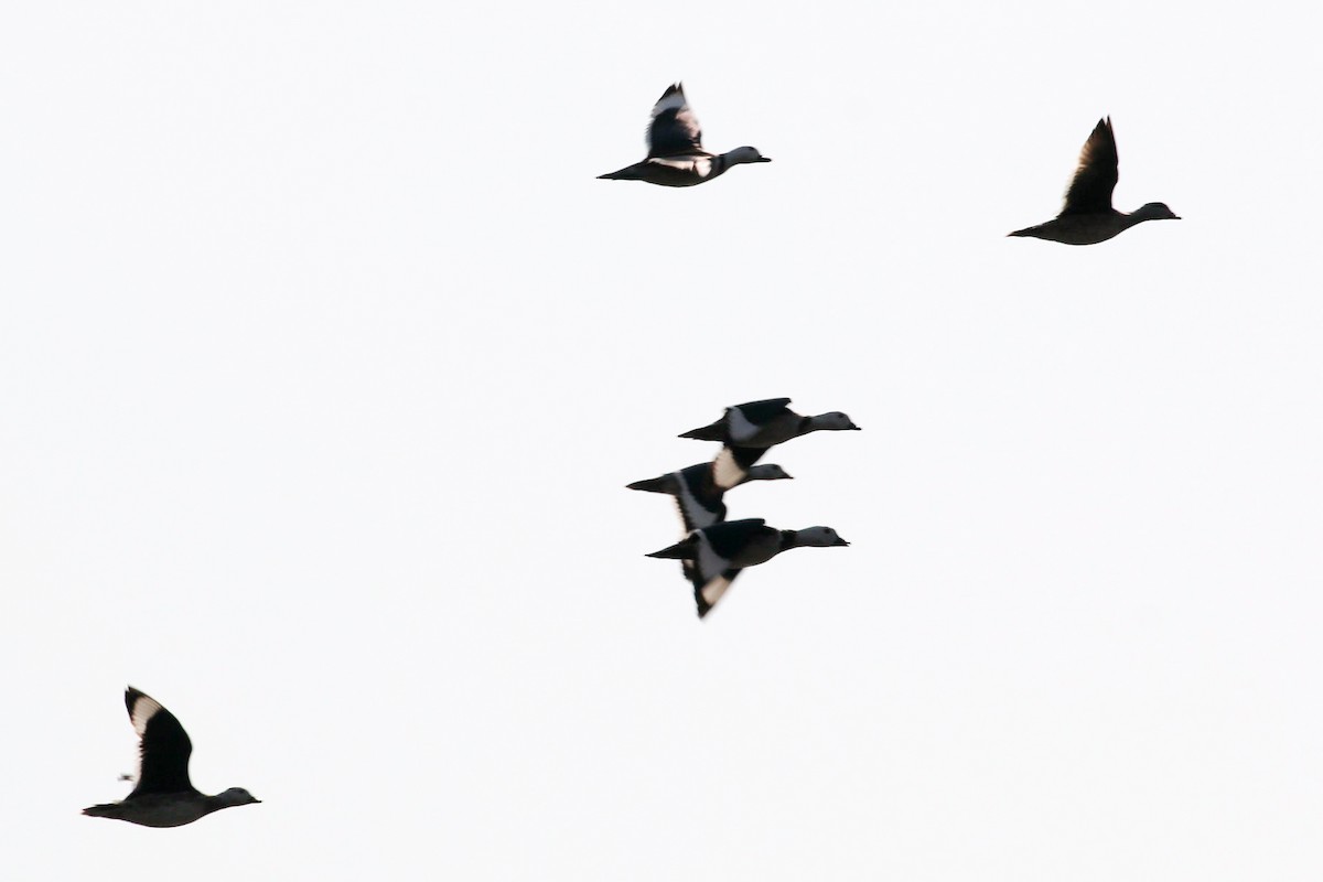 Cotton Pygmy-Goose - ML45912171