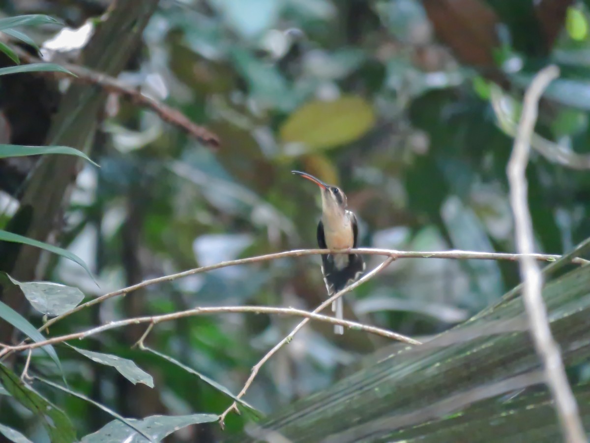 Long-tailed Hermit - ML459122441