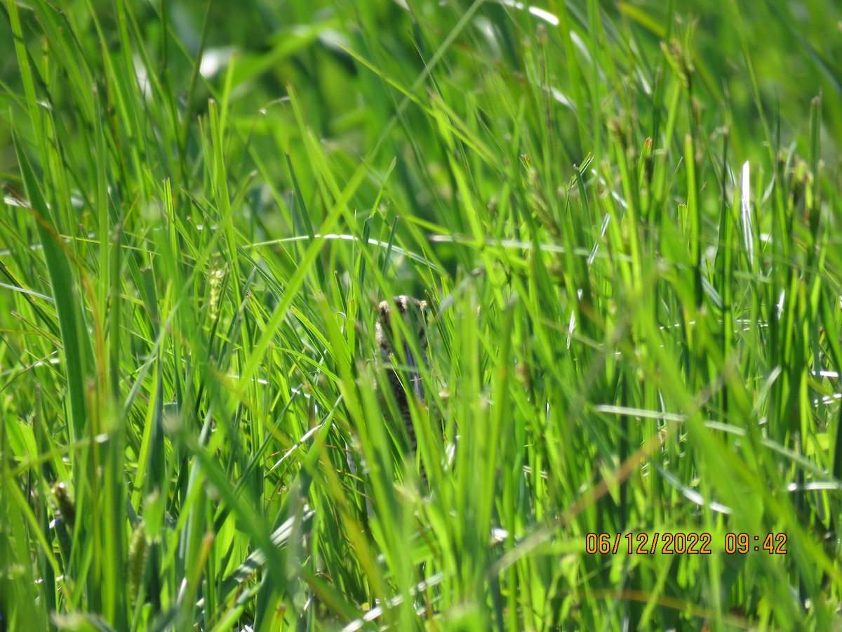 Wilson's Snipe - ML459122861