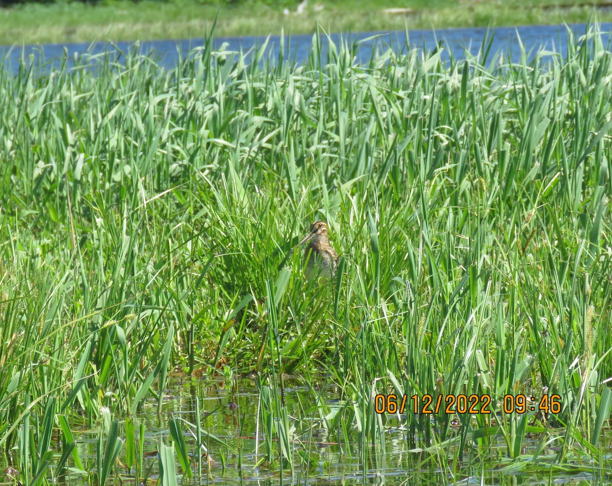 Wilson's Snipe - ML459122871