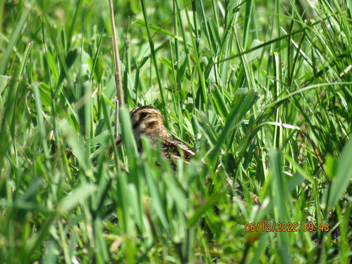 Wilson's Snipe - ML459122941