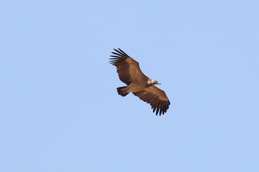 Indian Vulture - ML45912311