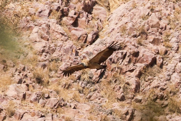 Indian Vulture - Michael Weaver