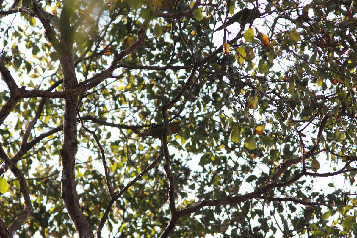 Green Parakeet (Red-throated) - ML459123631