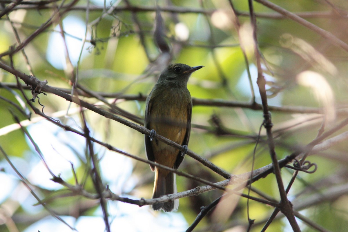 Ochre-bellied Flycatcher - ML459125091