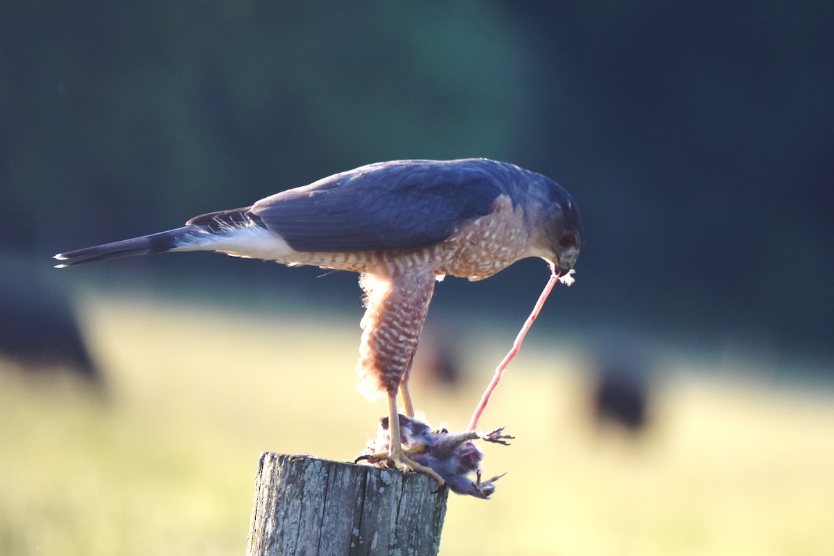 Cooper's Hawk - irina shulgina