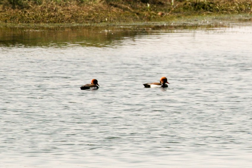 Red-crested Pochard - ML45912691