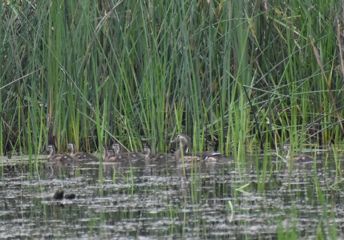 Wood Duck - ML459127411