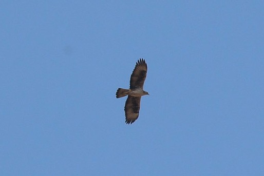 Bonelli's Eagle - ML45912761