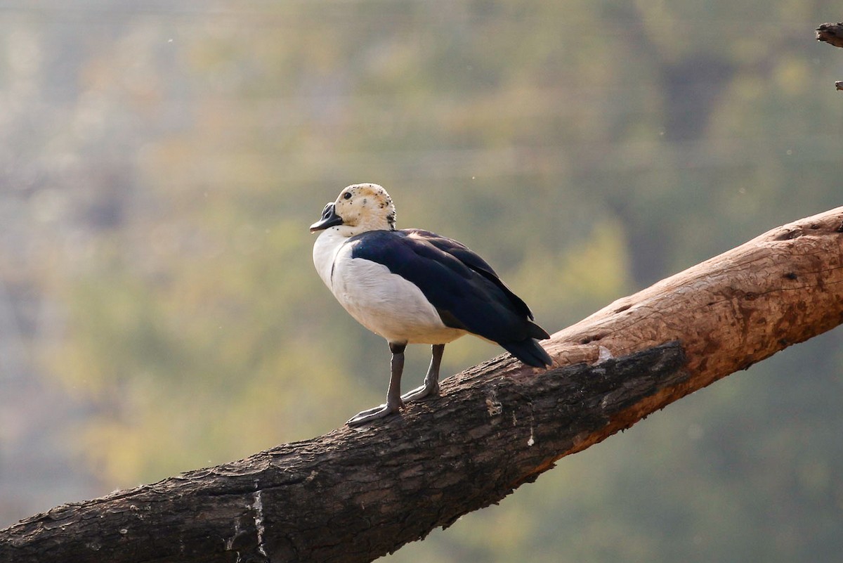 Knob-billed Duck - ML45912821