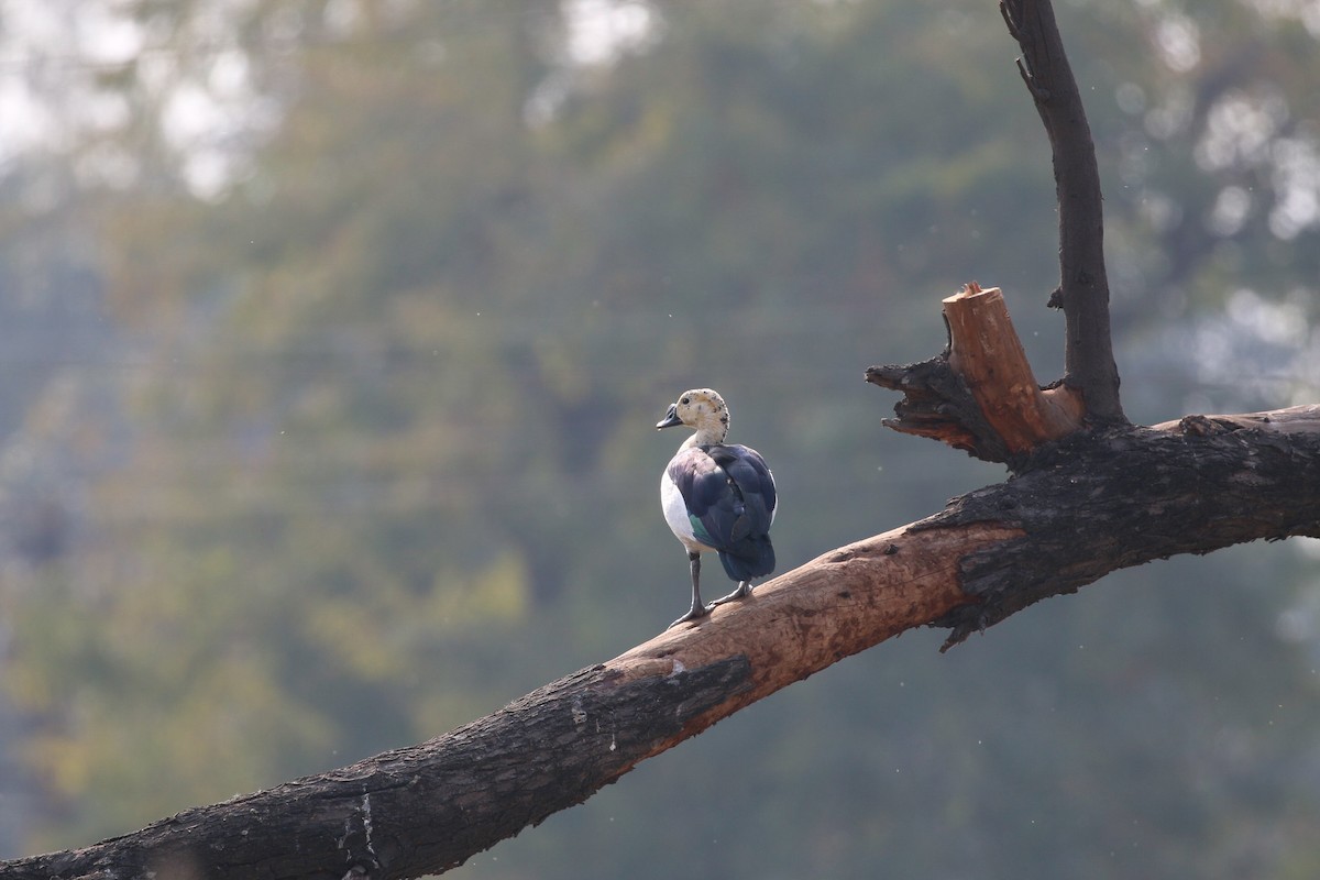 Knob-billed Duck - ML45912831