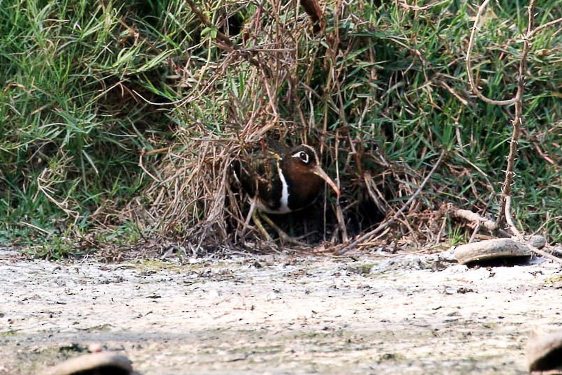 Greater Painted-Snipe - ML45912911