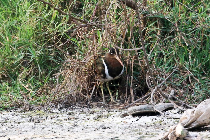 Greater Painted-Snipe - ML45912921