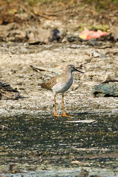 Common Redshank - ML45912941