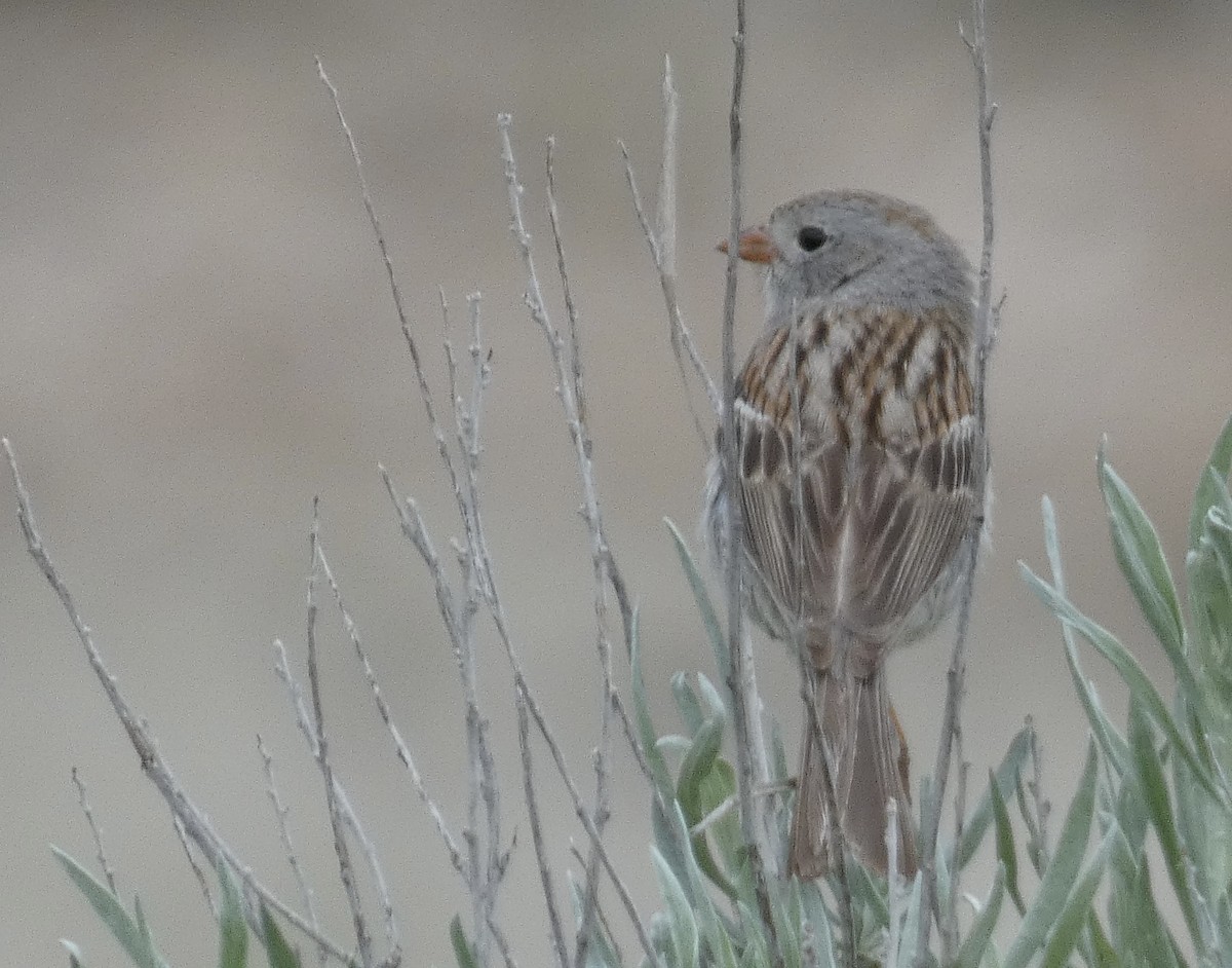 Field Sparrow - ML459130061