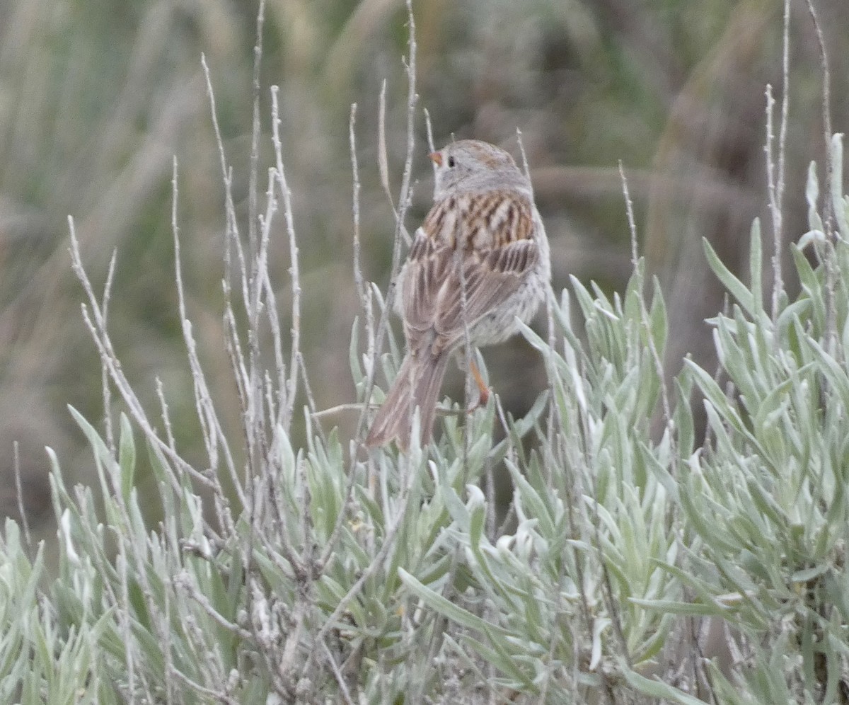 Field Sparrow - ML459130071