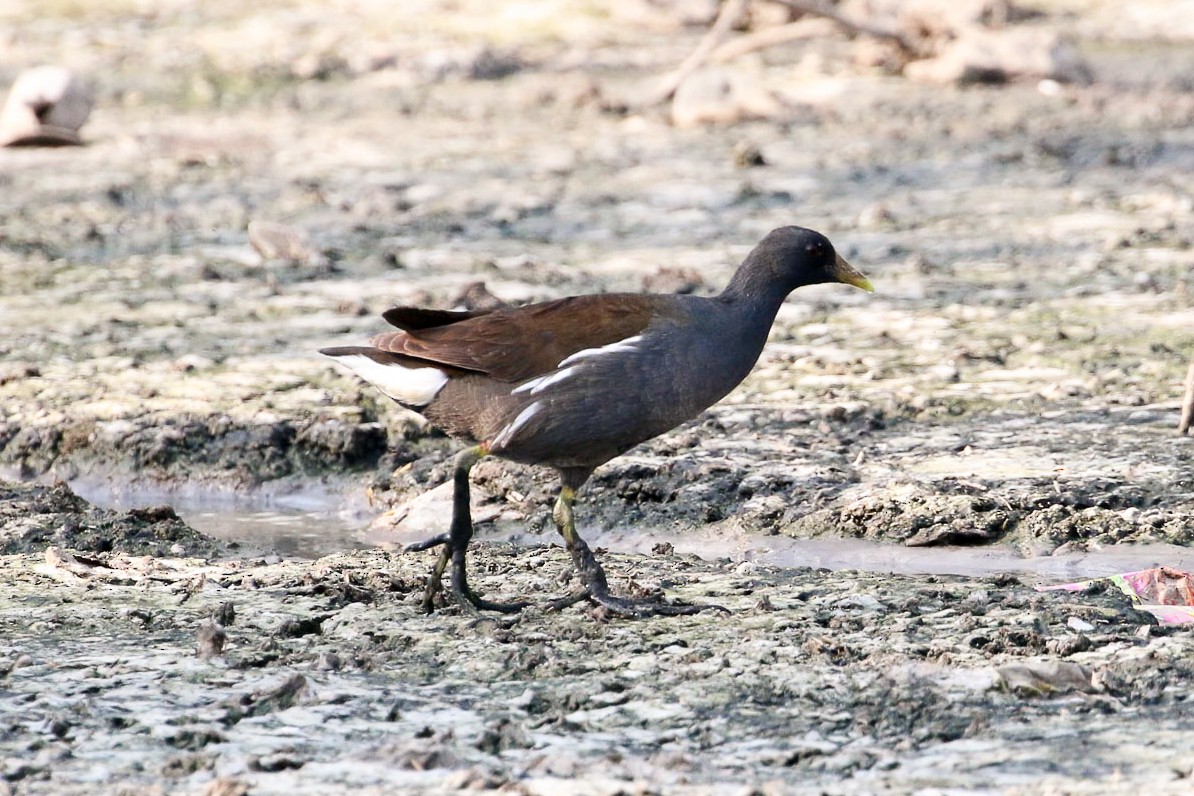 Gallinule poule-d'eau - ML45913011