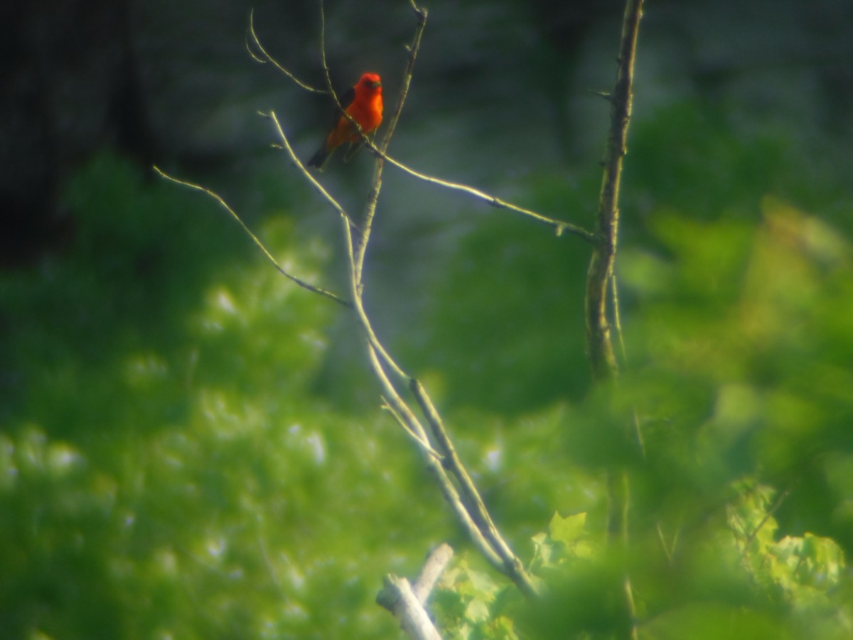 Scarlet Tanager - ML459130431