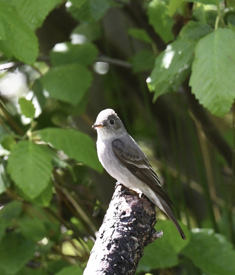 Gray Flycatcher - ML459130741