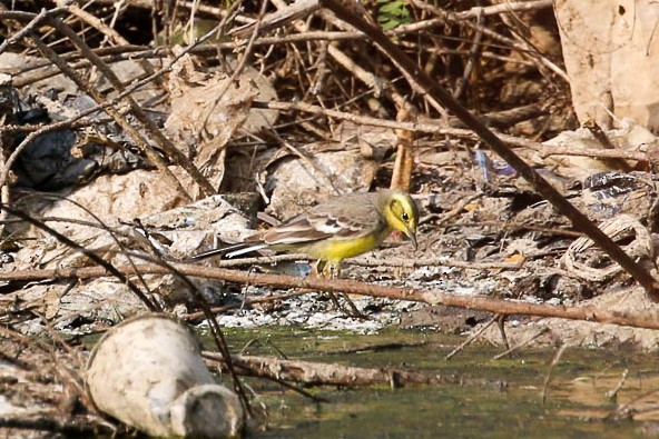 Citrine Wagtail - ML45913111