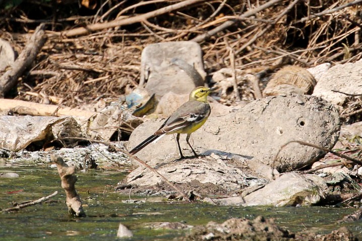 Citrine Wagtail - Michael Weaver