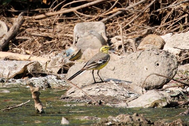 Citrine Wagtail - ML45913121