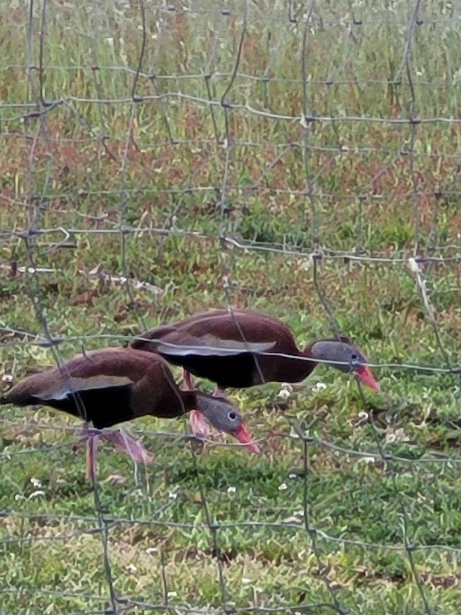 Black-bellied Whistling-Duck - ML459131291