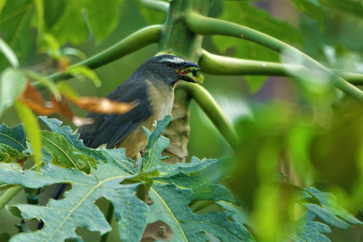 Bluish-gray Saltator - Noelia Contrera Bernal