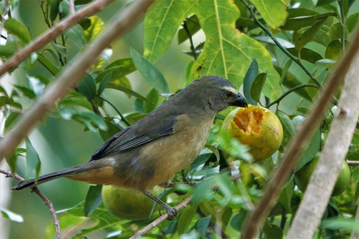 Pepitero Grisáceo del Amazonas - ML459131581