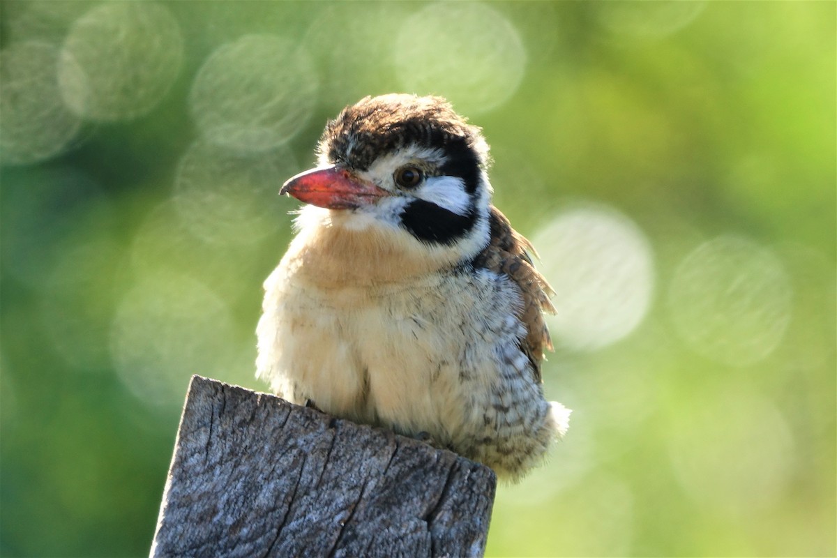 White-eared Puffbird - ML459131661