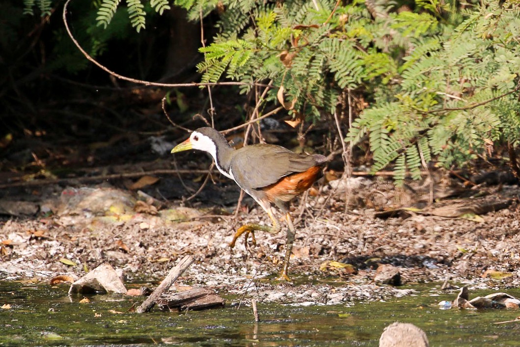 White-breasted Waterhen - ML45913171