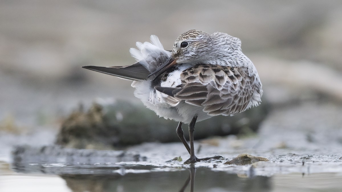 White-rumped Sandpiper - Greg Pasek
