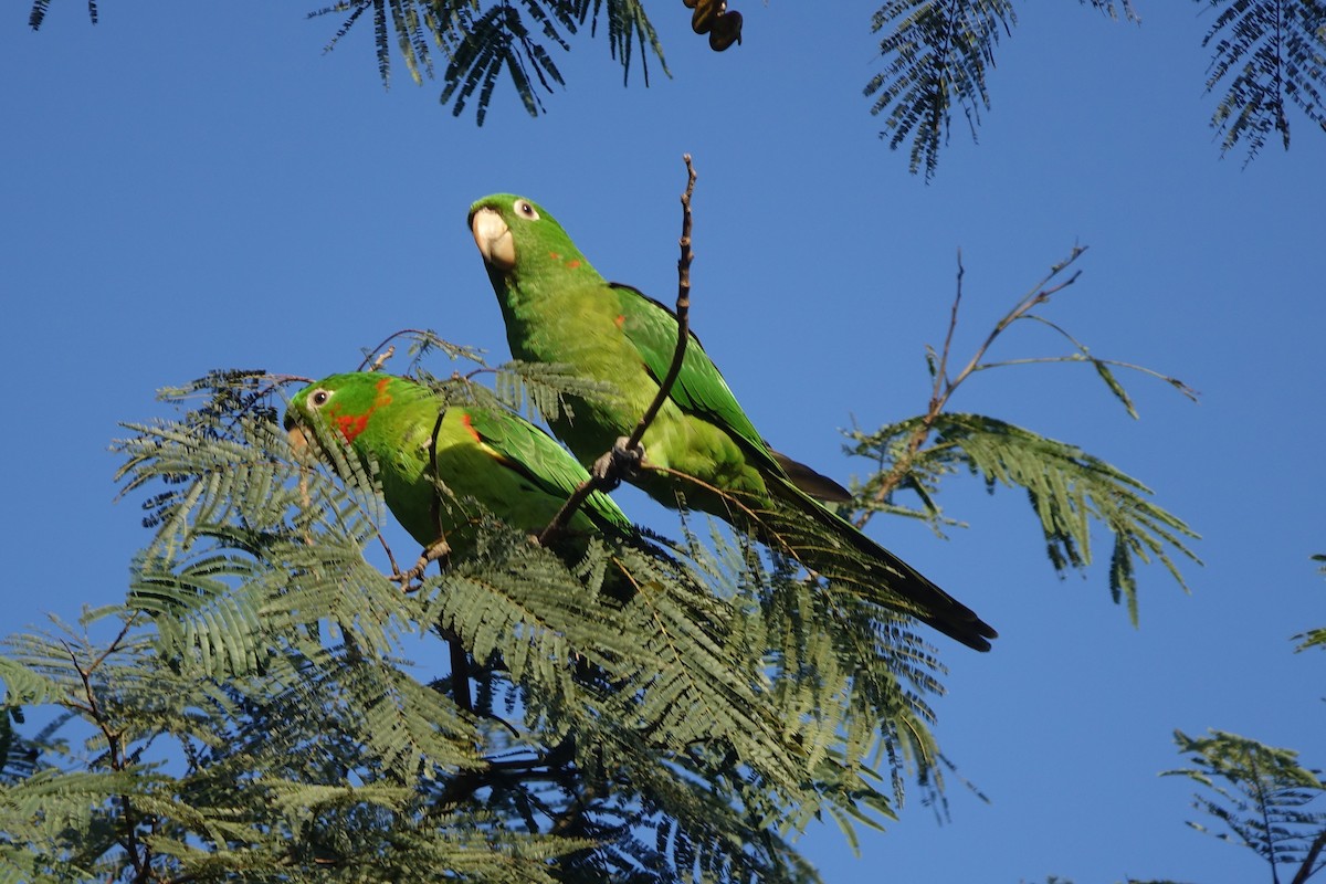 White-eyed Parakeet - Noelia Contrera Bernal