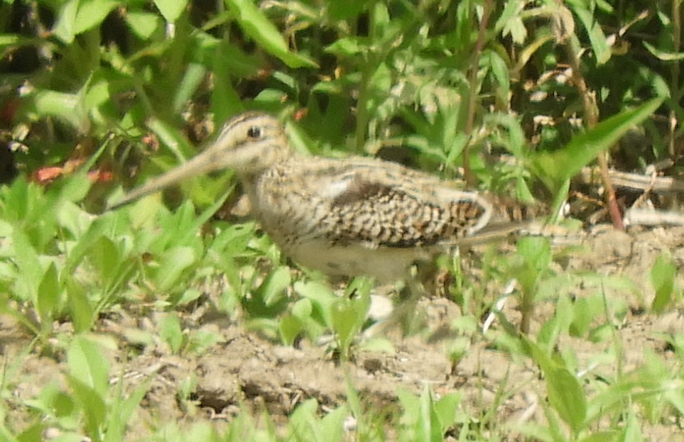 Latham's Snipe - Silas Brown
