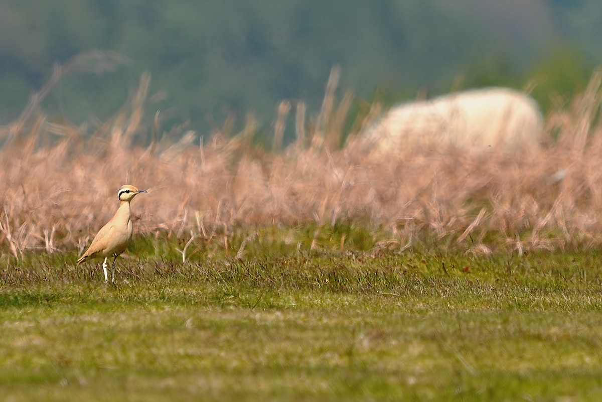 Cream-colored Courser - ML459132751