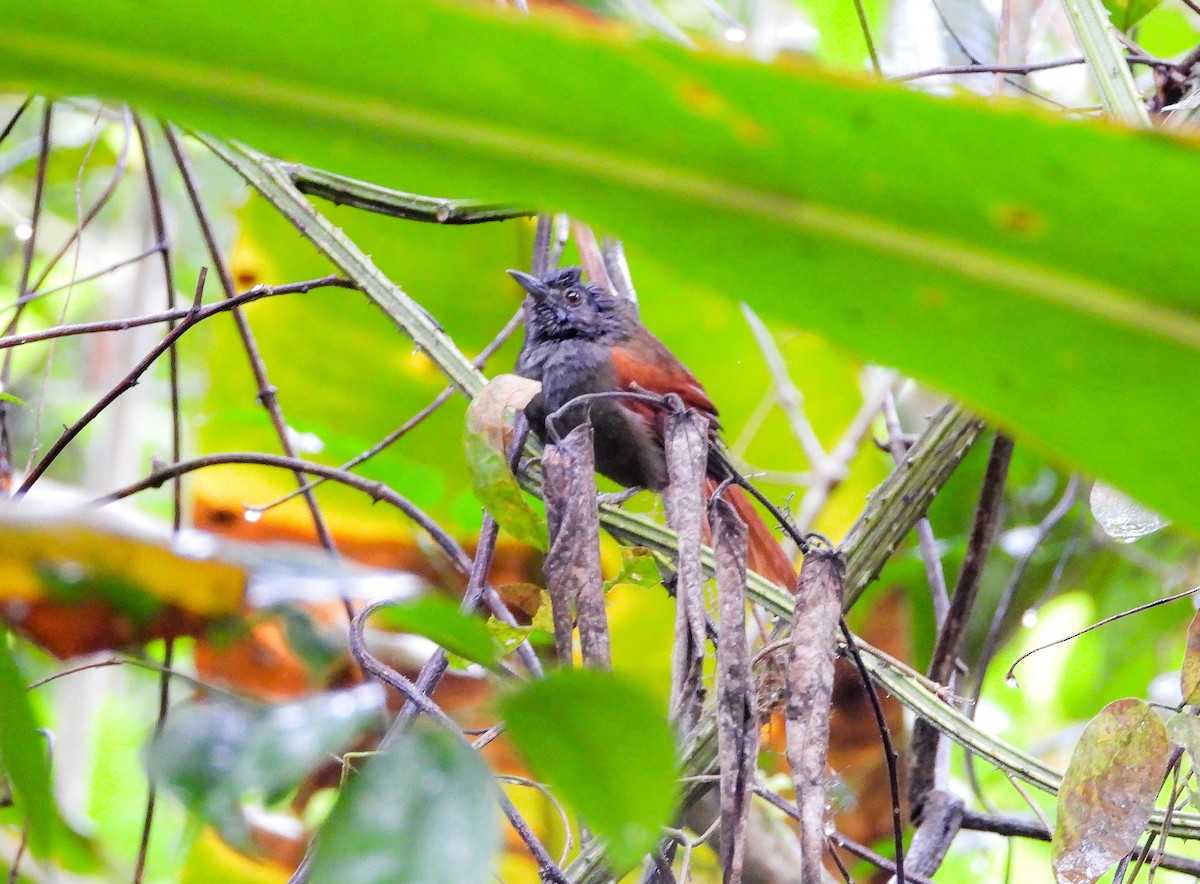 Marañon Spinetail - ML459132981