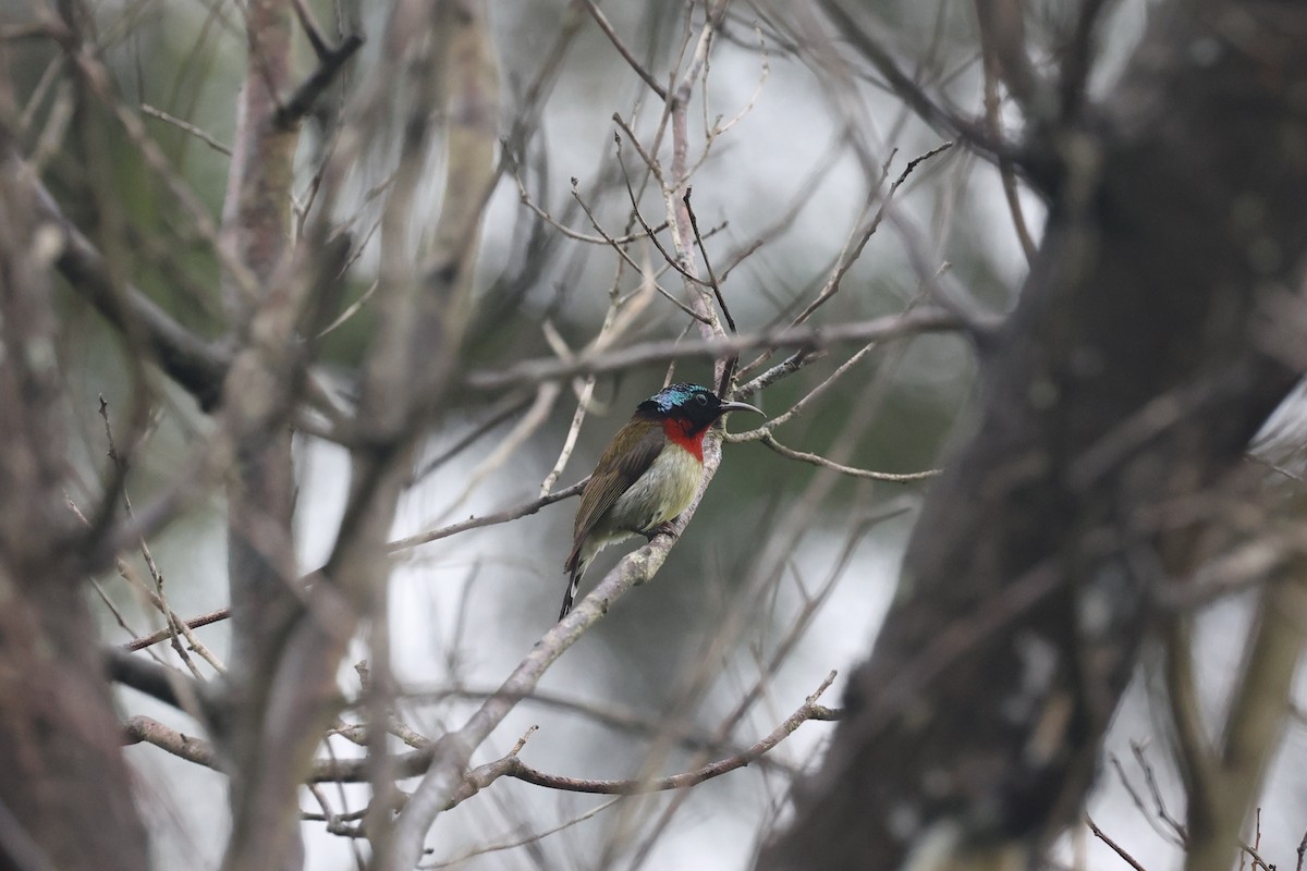 Fork-tailed Sunbird - ML459133471