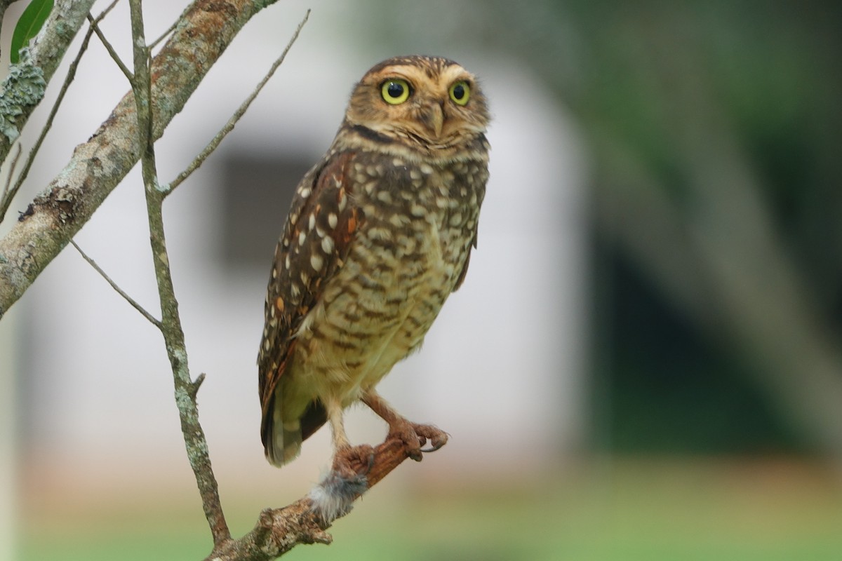 Burrowing Owl - Noelia Contrera Bernal