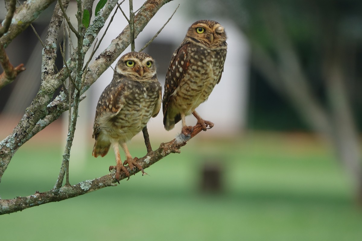 Burrowing Owl - Noelia Contrera Bernal