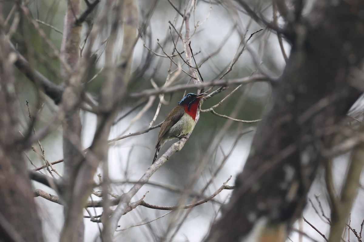 Fork-tailed Sunbird - ML459133681