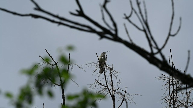 Willow Flycatcher - ML459133751