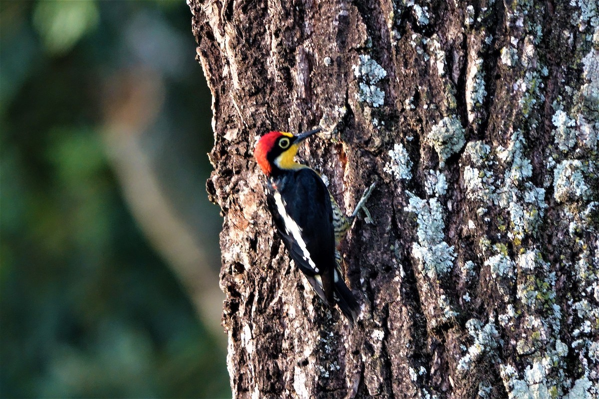 Yellow-fronted Woodpecker - Noelia Contrera Bernal